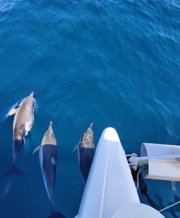 location catamaran quiberon