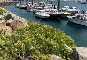 Alliez travail, détente et esprit d’équipe sur la mer