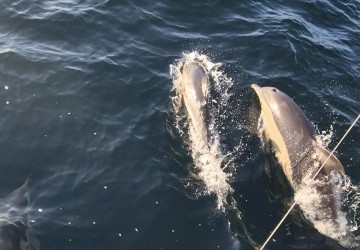 Parenthèse Bien-Être 2027 : Une journée de déconnexion totale en mer
